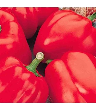 Mckenzie Mckenzie Pepper Red Bell Seed Packet