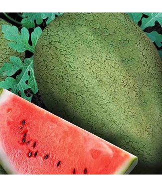 Mckenzie Watermelon Early Canada Improv