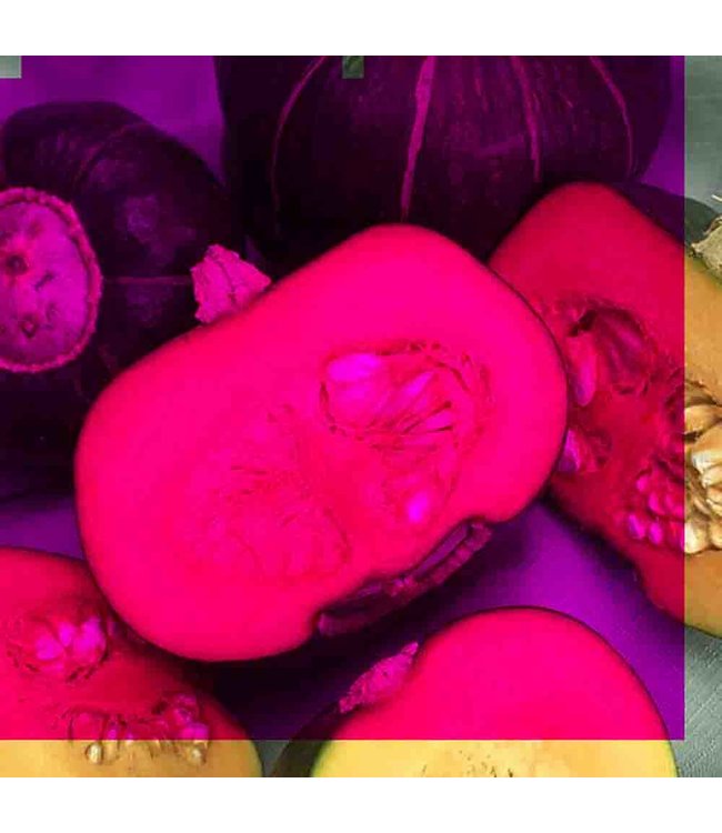Mckenzie Squash Buttercup Seed Packet