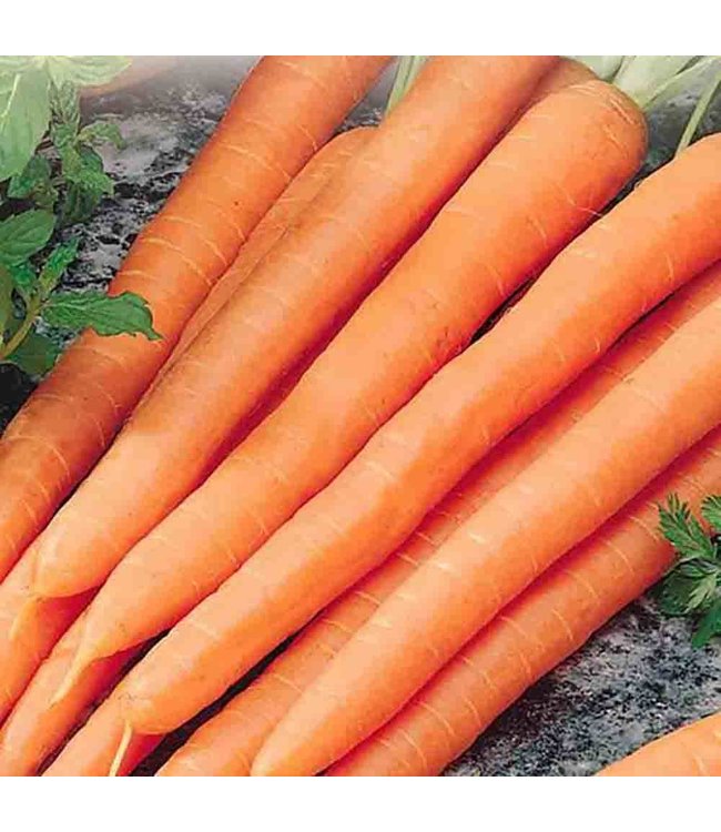 Mckenzie Carrot Red Cored Danvers Seed Packet