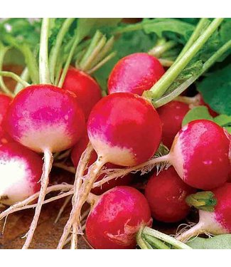 Mckenzie Mckenzie Radish Sparkler White Tip Seed Packet