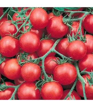 Livingstone Mckenzie Tomato Tumbler Seed Packet