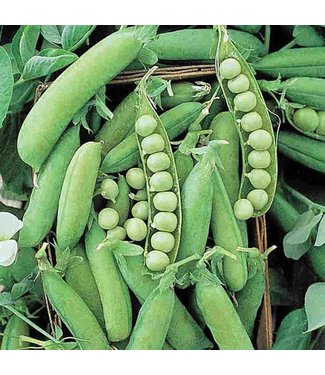 Mckenzie Mckenzie Pea Alaska Seed Packet