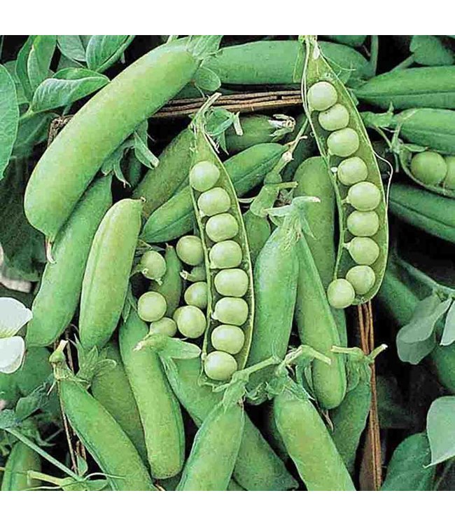 Mckenzie Pea Alaska Seed Packet