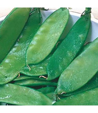 Mckenzie Mckenzie Pea Edible Podded Snow Seed Packet