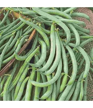 Mckenzie Mckenzie Bean Tendergreen Improved (B) Seed Packet