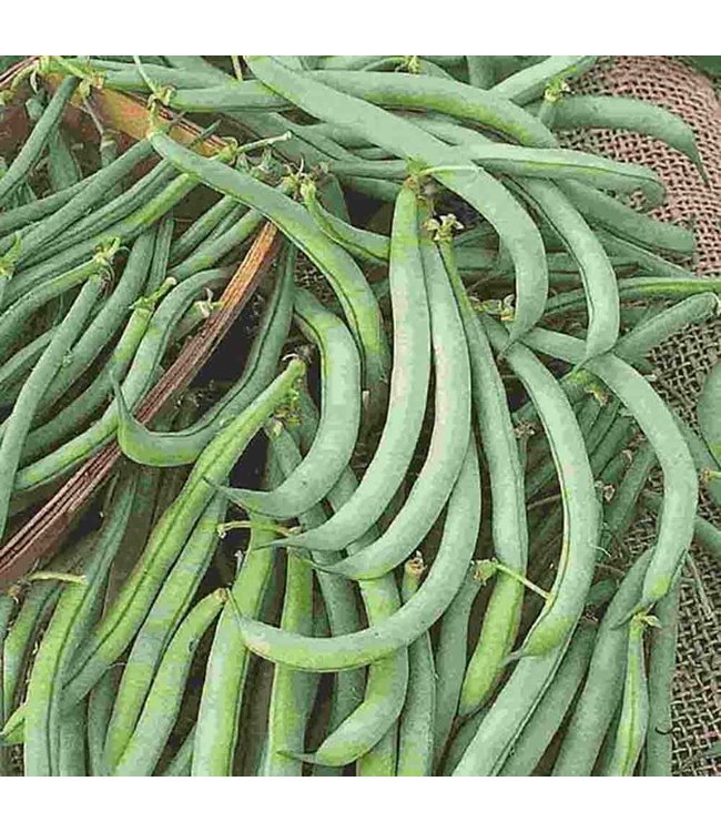 Mckenzie Bean Tendergreen Improved (B) Seed Packet