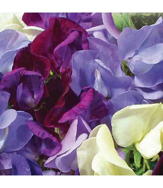 Mckenzie Mckenzie Sweet Pea Ocean Foam Seed Packet