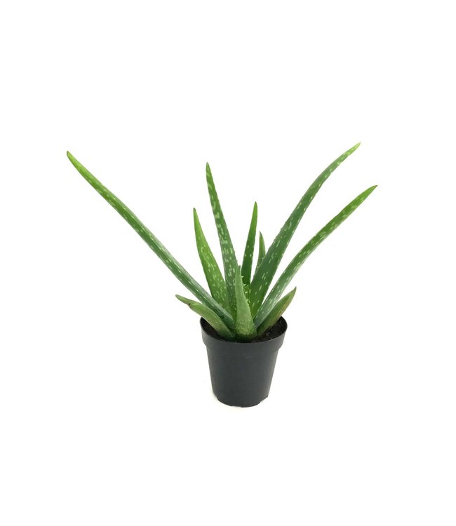 Aloe Vera - Medicinal - 9cm/4in