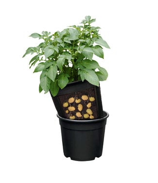 Livingstone Potato Harvest Planter - Single