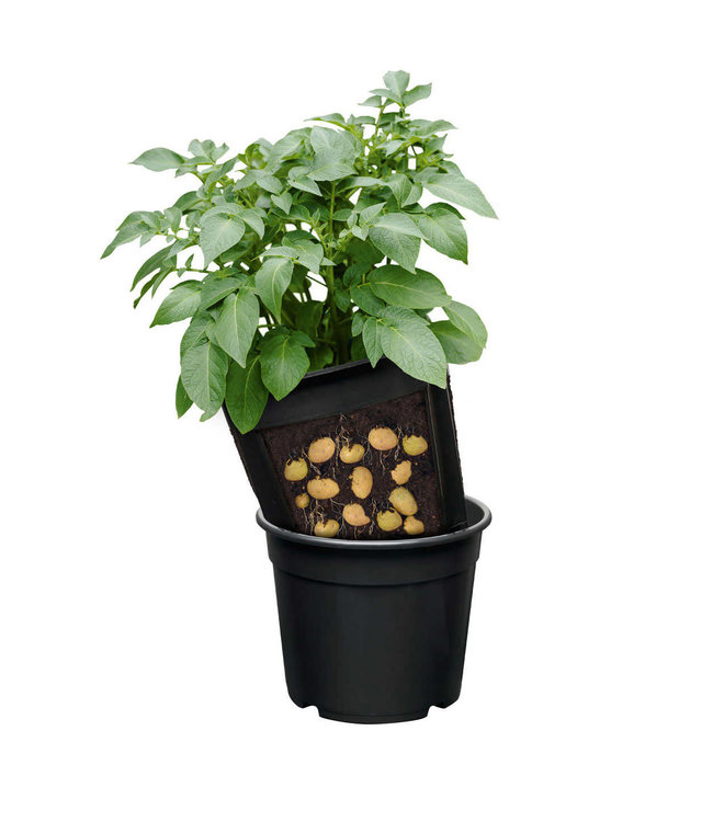 Potato Harvest Planter - Single