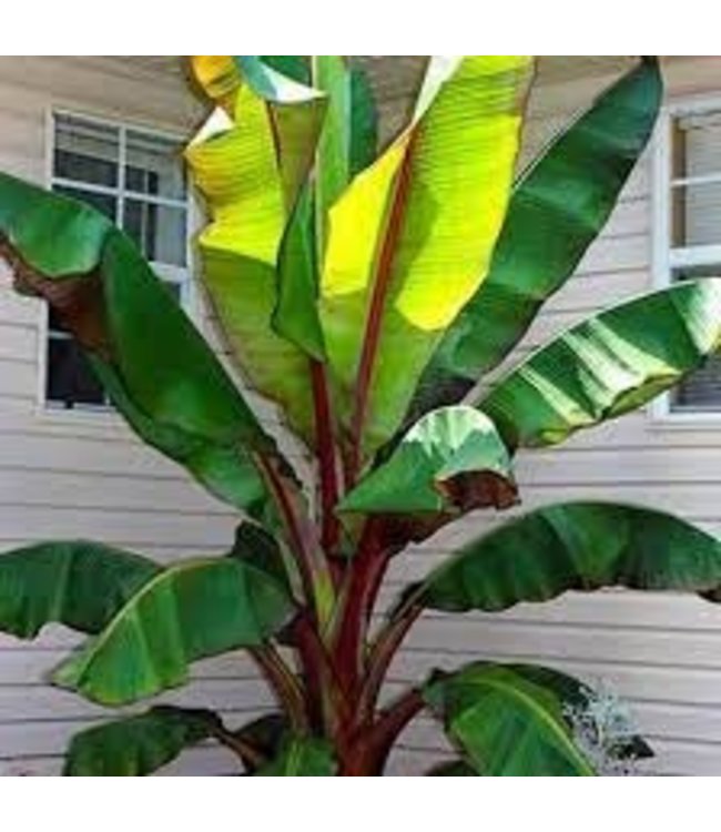 Red Banana - Annual (Ensete ventricosum 'Maurelii')