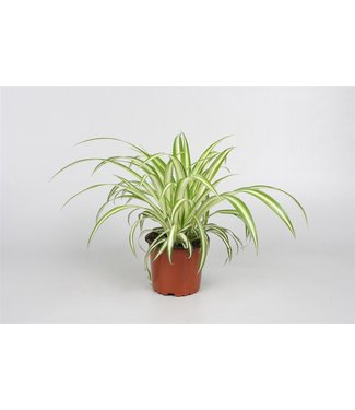 Livingstone (Chlorophytum) Spider Plant - Assorted  5 inch
