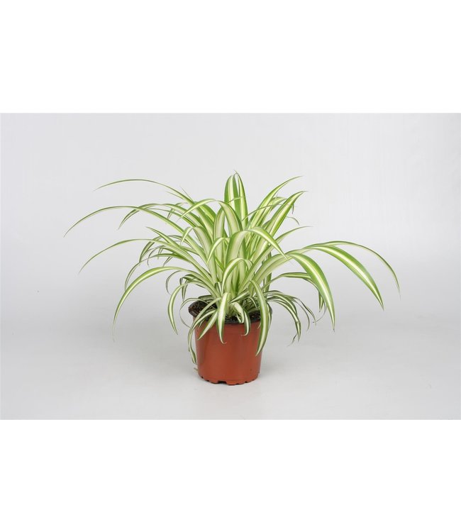 Spider Plant (Chlorophytum) - Assorted  6" [10]