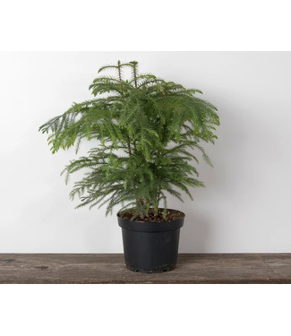 Norfolk Island Pine 8" Pot [11]