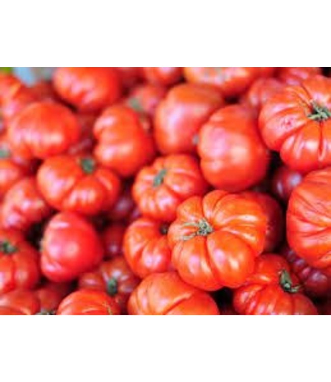 Mckenzie Tomato Beefsteak (Bush) Seed Packet