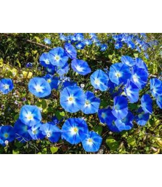 Mckenzie Morning Glory Heavenly Blue