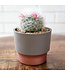 3" Sprite Succulent Pot