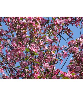 Livingstone Courageous Flowering Crabapple (Malus 'DurLawrence')