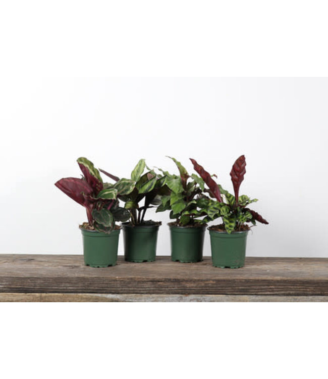 CALATHEA 4"- Assorted