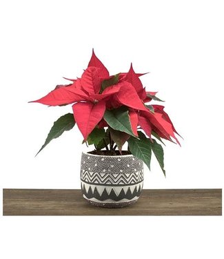 Burnaby Lake Greenhouses 4" Holiday Cement with poinsettia