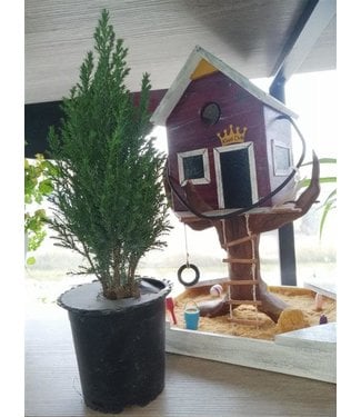 Chamaecyparis EllwoodII 4in  [5]