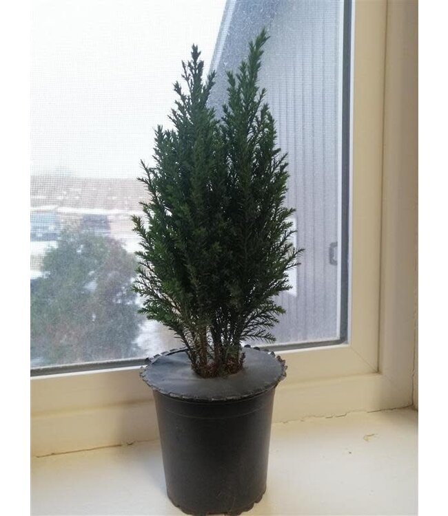 Chamaecyparis EllwoodII 4in  [5]