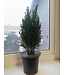 Chamaecyparis EllwoodII 4in  [5]
