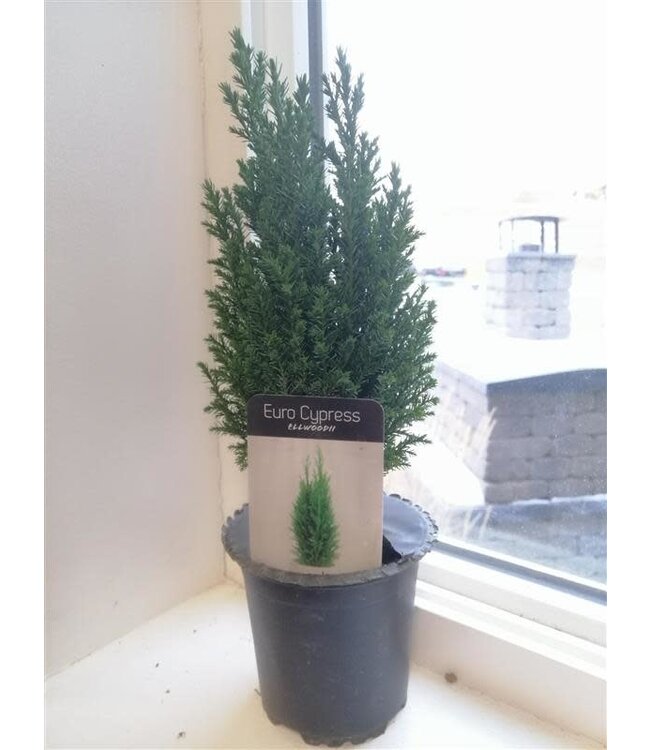 Chamaecyparis EllwoodII 4in  [5]