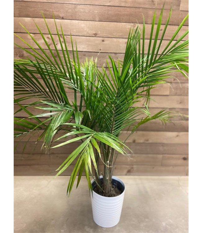 Areca Palm Plant- 3 gallon