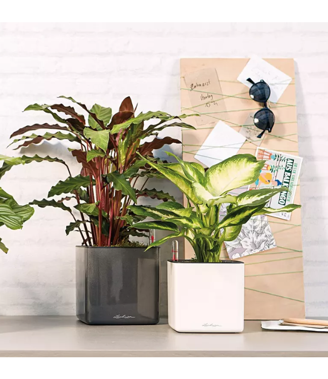 LECHUZA CUBE Poly Resin Table Planter