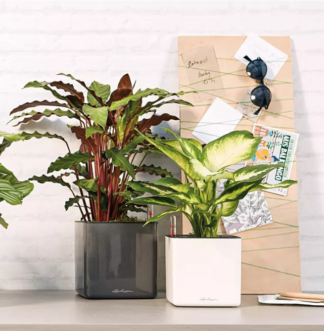 Plant pot Lechuza polypropylene Rectangular