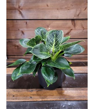 Livingstone Philodendron Green Princess 4.5"