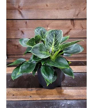 Livingstone Philodendron Green Princess 6"