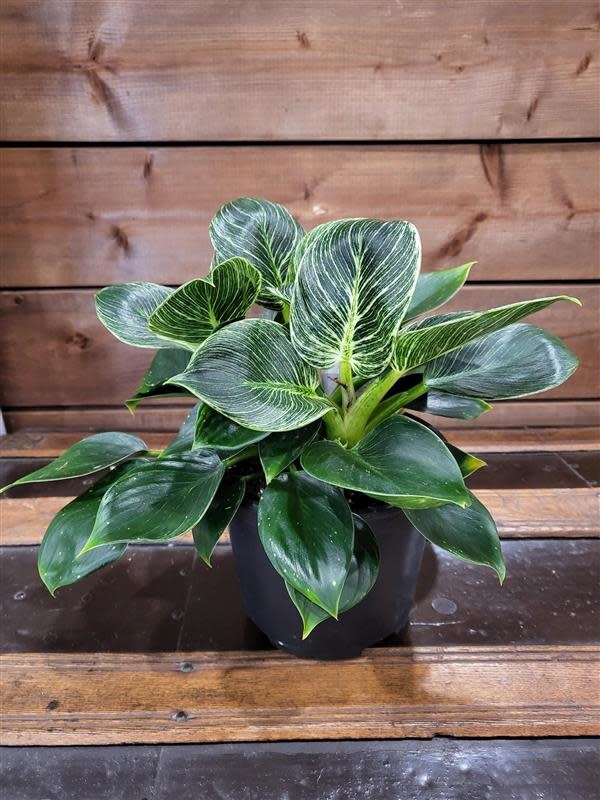 maranta red prayer plant Prayer Plant main image 1