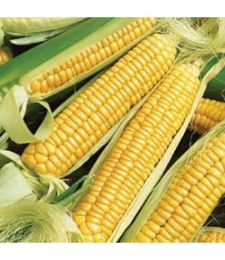 Mckenzie Corn Early Golden Bantam Seed Packet