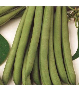 Mckenzie Bean Stringless Green Pod (Bush - Heirloom) Seed Packet