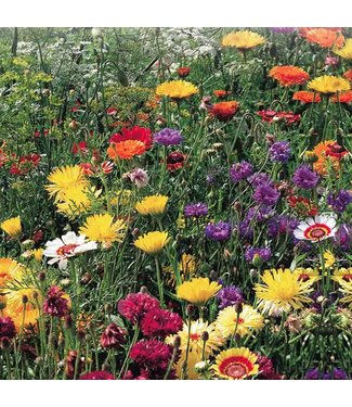 Mckenzie Mckenzie Wildflowers All Purpose Mix Seed Packet