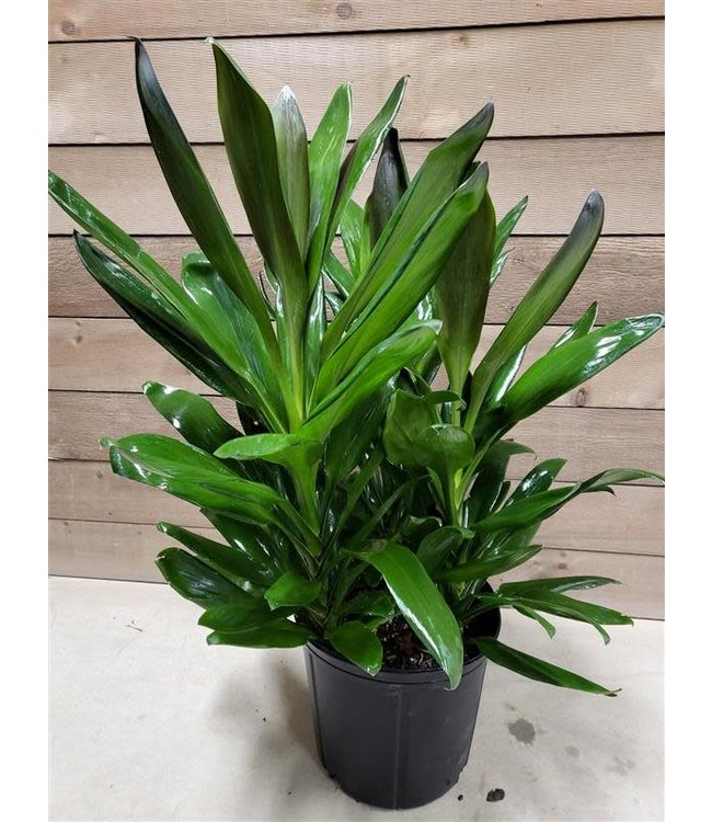 Dracaena Plant - 3 Gallon