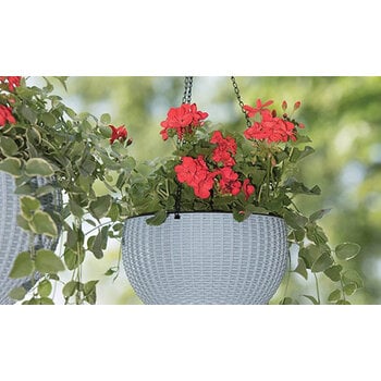 Hanging Baskets & Potted Planters