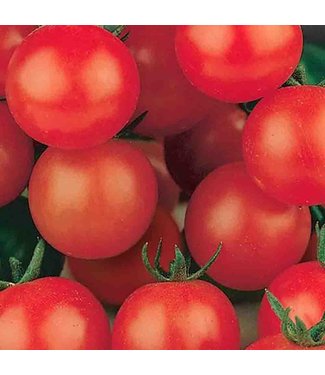 Mckenzie Tomato Tiny Tim