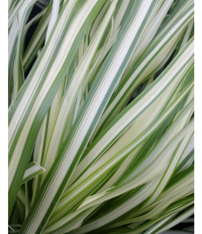 Lightning Strike Feather Reed Grass (Calamagrostis x acutiflora 'Lightning Strike')