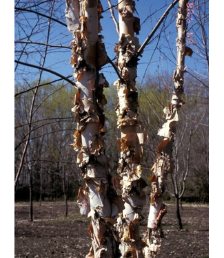 Livingstone (Betula nigra 'Dickinson' Clump) Northern Tribute River Birch Clump - 1" cal. #10 [1]