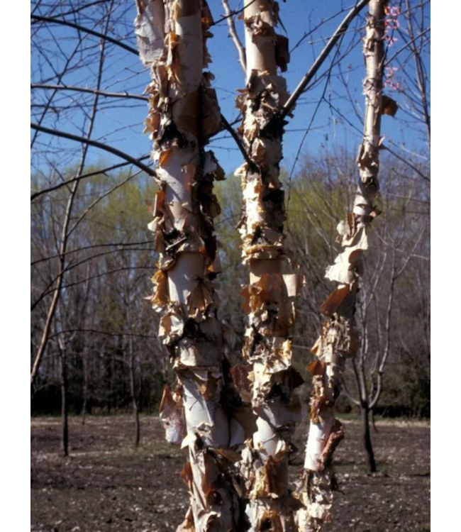 (Betula nigra 'Dickinson' Clump) Northern Tribute River Birch Clump - 1" cal. #10 [1]