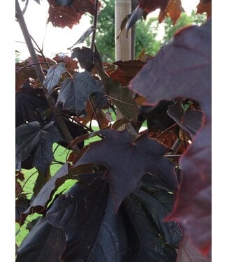 Livingstone Prairie Splendor Norway Maple (Acer platanoides 'Prairie Splendor') 1'' cal. #10 [1]