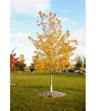 Livingstone Silver Maple (Acer saccharinum)