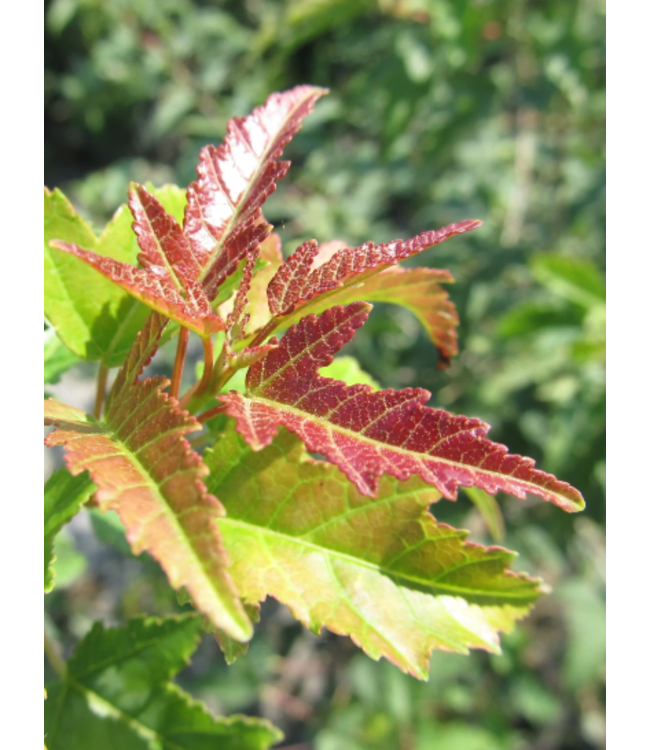 Amur Maple Tree Form (Acer ginnala Tree Form)