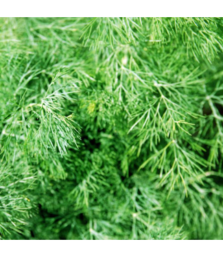 Livingstone Anethum graveolens (Fernleaf Dill) 4.5in [1]