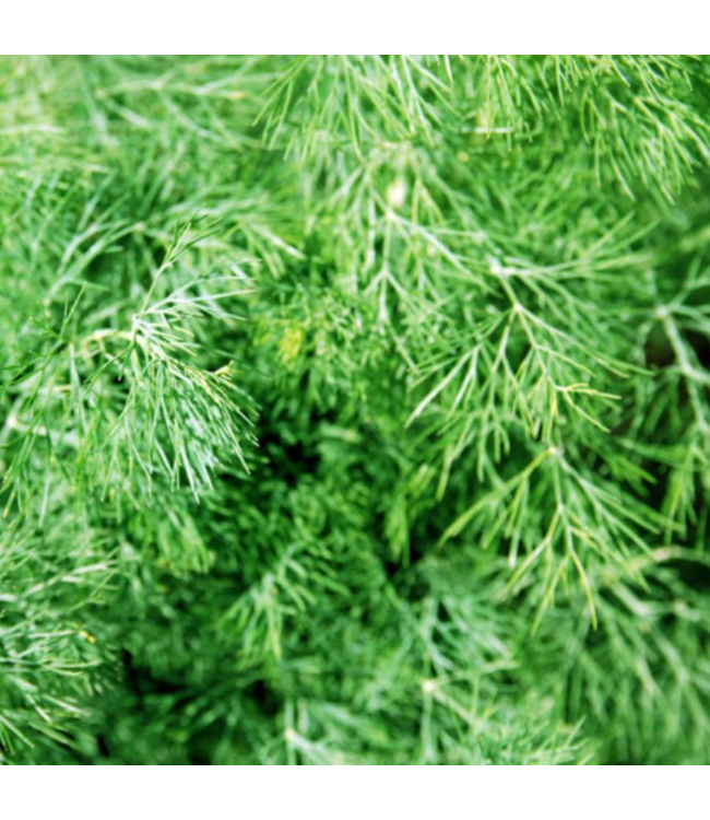 Anethum graveolens (Fernleaf Dill) 4.5in [1]