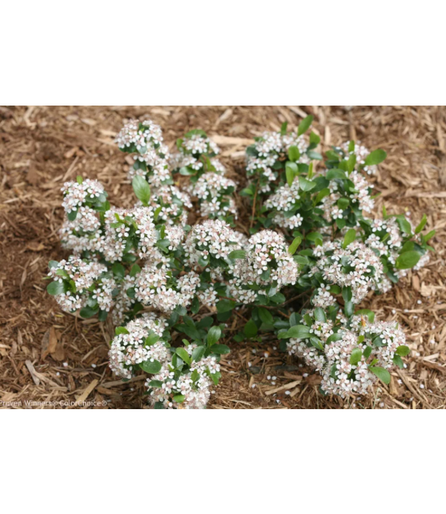 Low Scape Chokeberry (Aronia melanocarpa 'Low Scape')  8 inch [1]